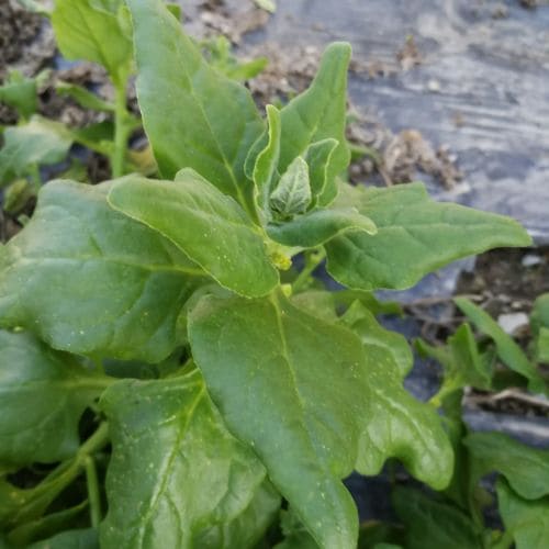Spinacio Tetragonia Nuova Zelanda – 30 Semi – Pianta Eretta Ramificata 50/100cm, Foglie Lievemente Ondulate, Vigorosa, Non-GMO