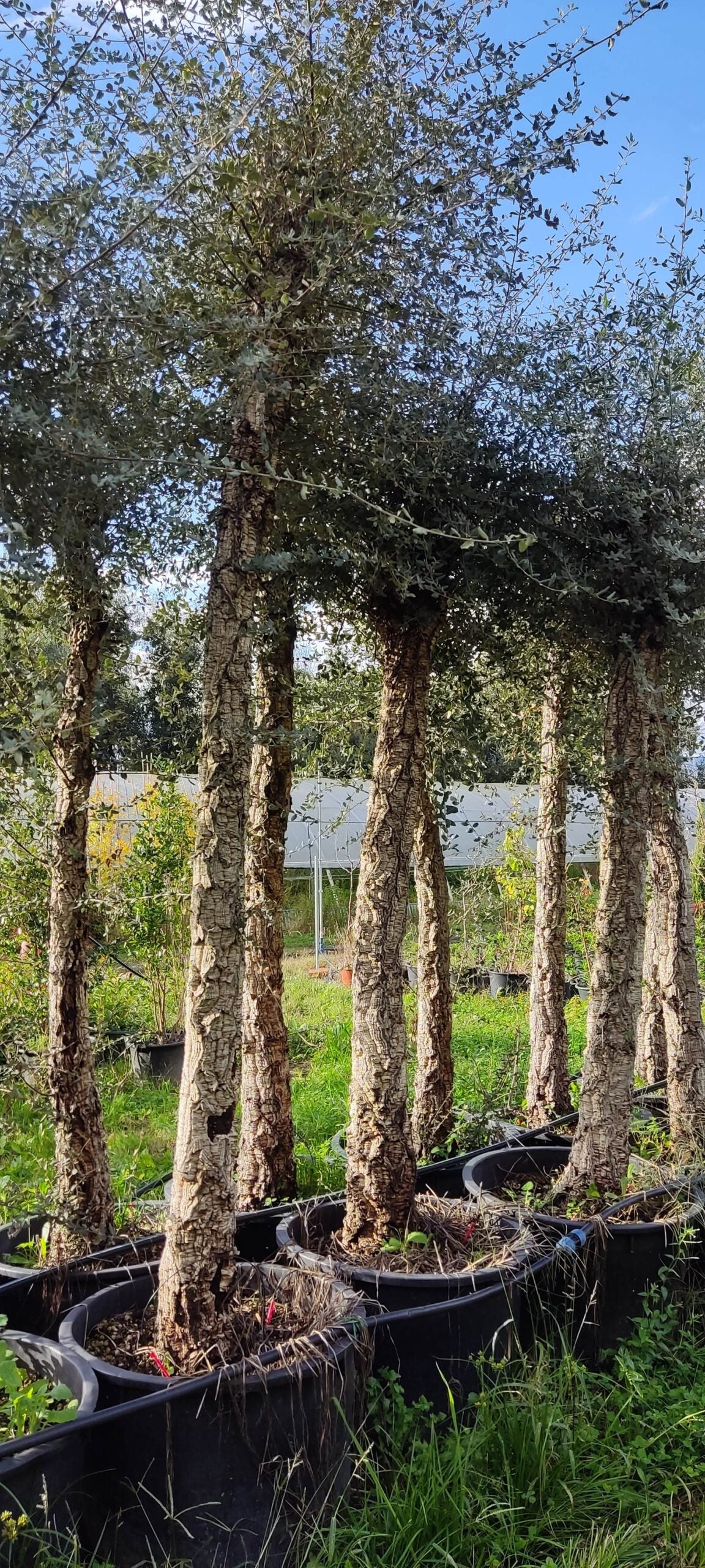 Sughera – 10 Semi, Corteccia Sughero, Mediterranea, Facile da Coltivare, Alta Germinabilità, Non-GMO