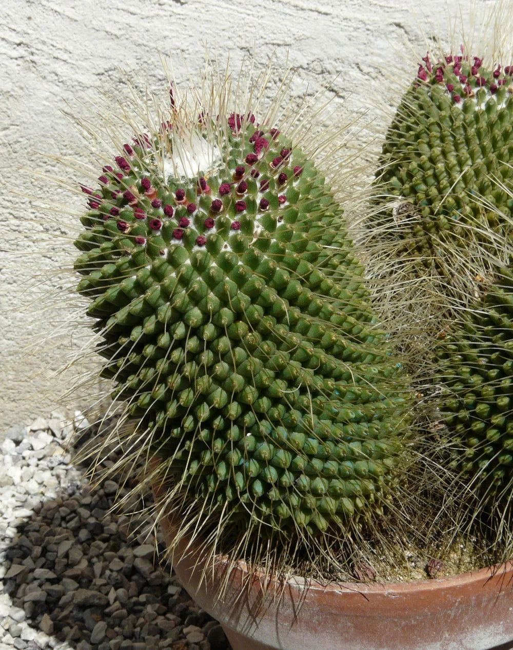 Mammillaria spinosissima - 10 Semi – Alta Germinabilità, Varietà Selezionata, Non-GMO