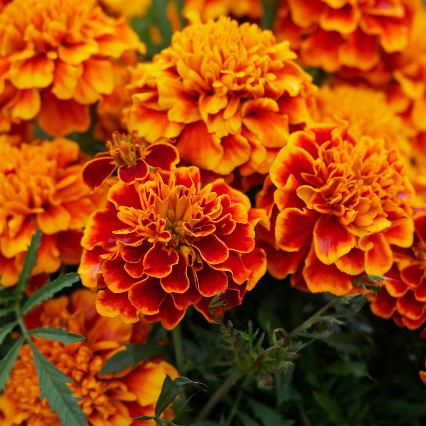 Tagete Nana Patula – 30 Semi – Fiori Semplici Facile Coltivare, Fiorisce Tutta Estate, Ideale Vaso o Bordure.