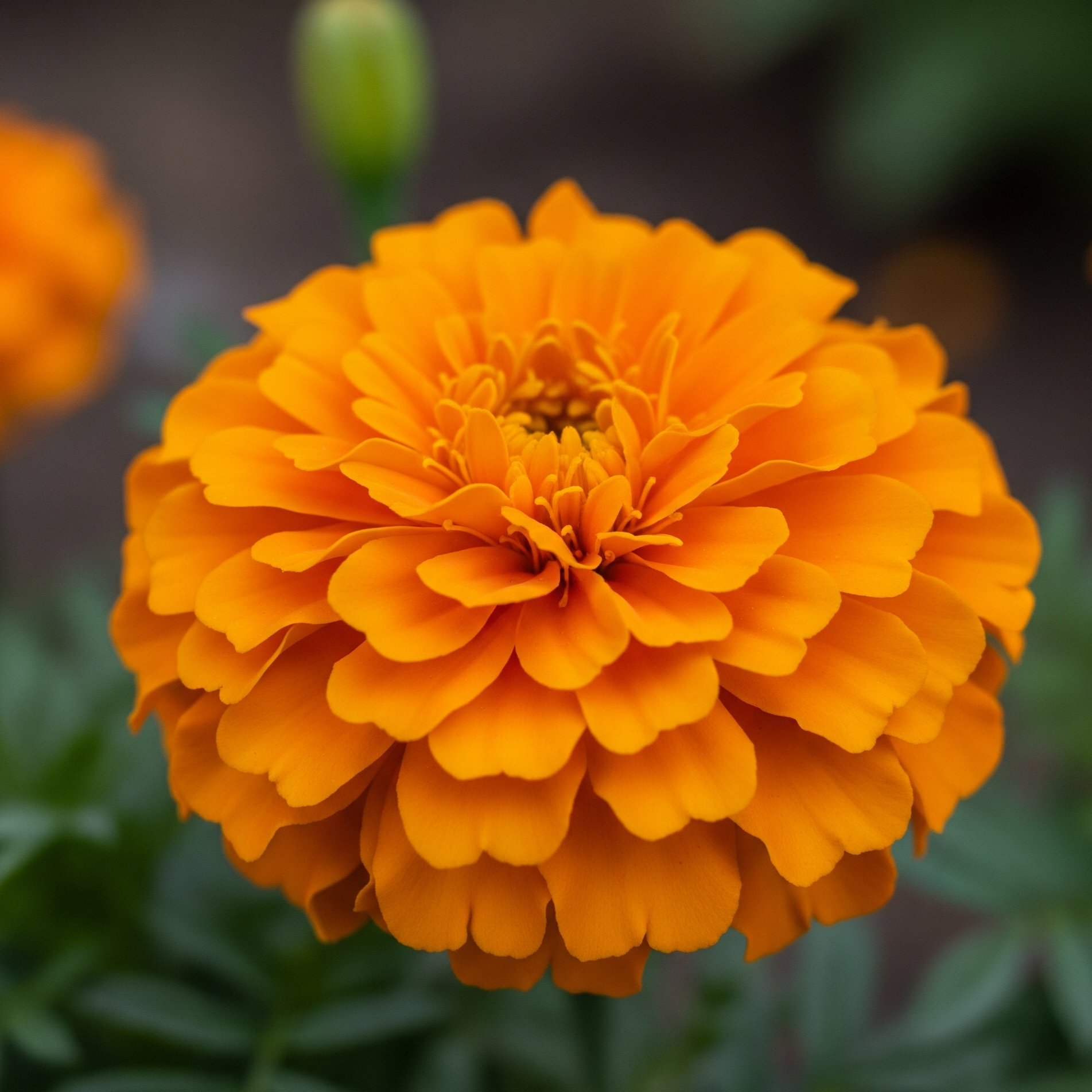 Tagete Nano Doppio Arancio – 30 Semi – Rustica, Fogliame Elegante Ornamentale Setato, Numerosi Fiori Lunghi.
