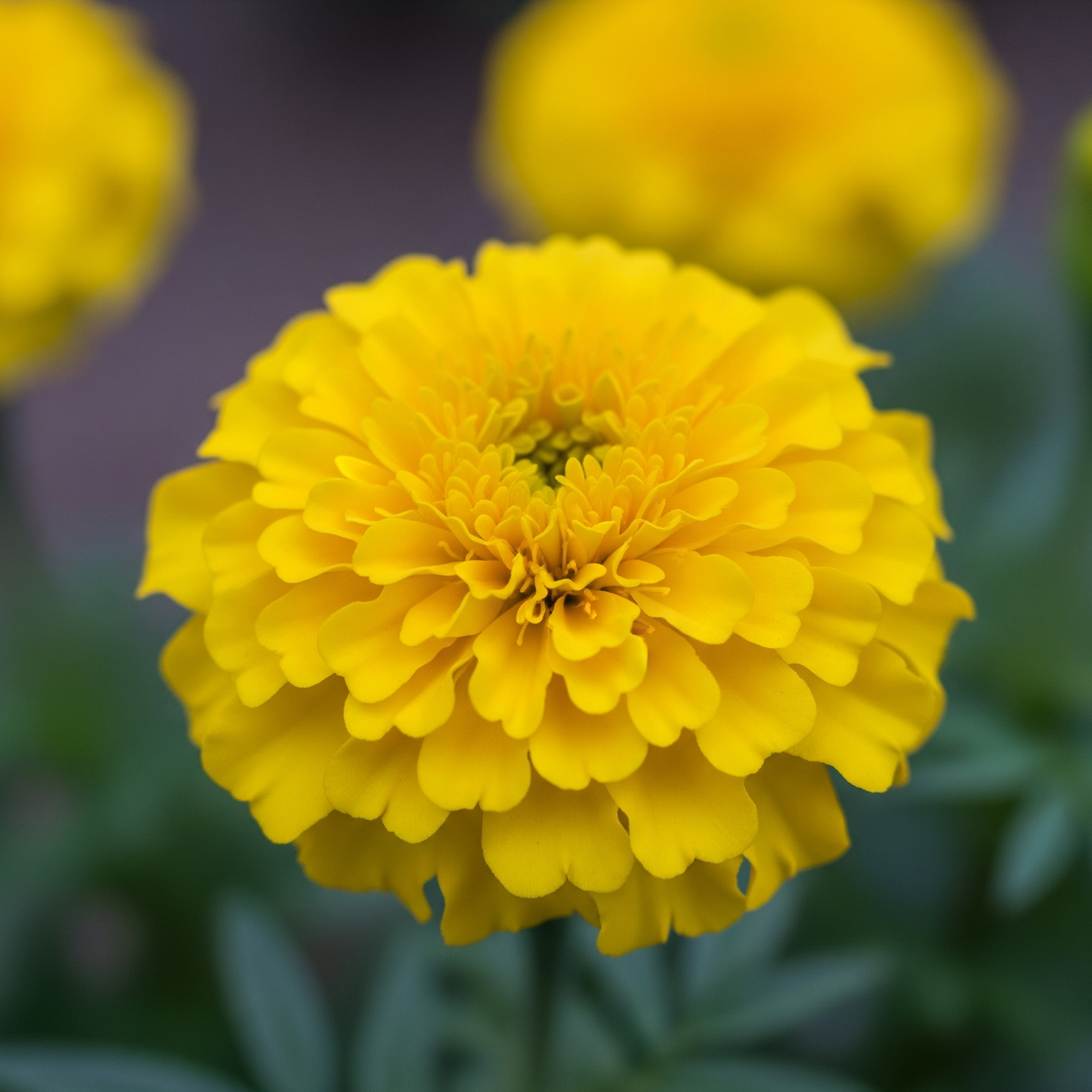 Tagete Nano Doppio Giallo – 30 Semi – Rustica, Fogliame Elegante Ornamentale Setato, Numerosi Fiori Gialli Lunghi.
