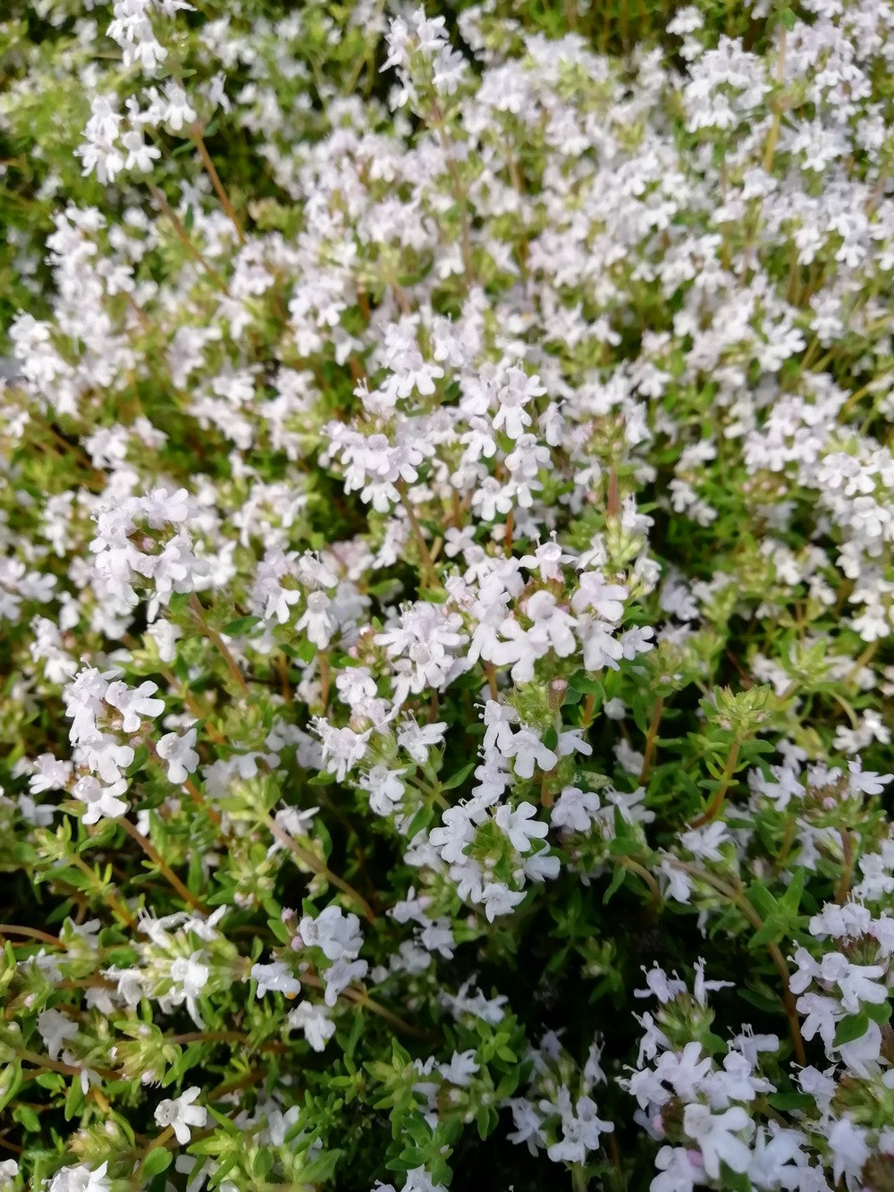 Timo Arancio – 50 Semi, Profumo di Arancia, Unico, Gourmet, Facile da Coltivare, Alta Germinabilità, Non-GMO