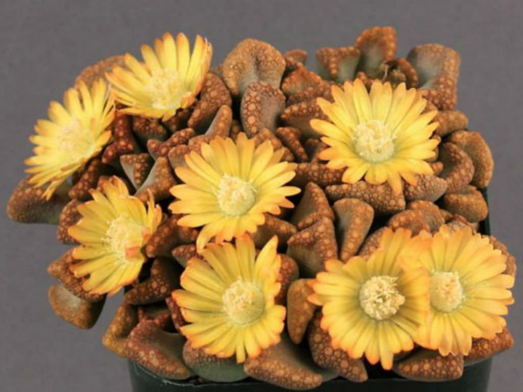 Titanopsis hugo-schlechteri - 10 Semi – Alta Germinabilità, Varietà Selezionata, Non-GMO