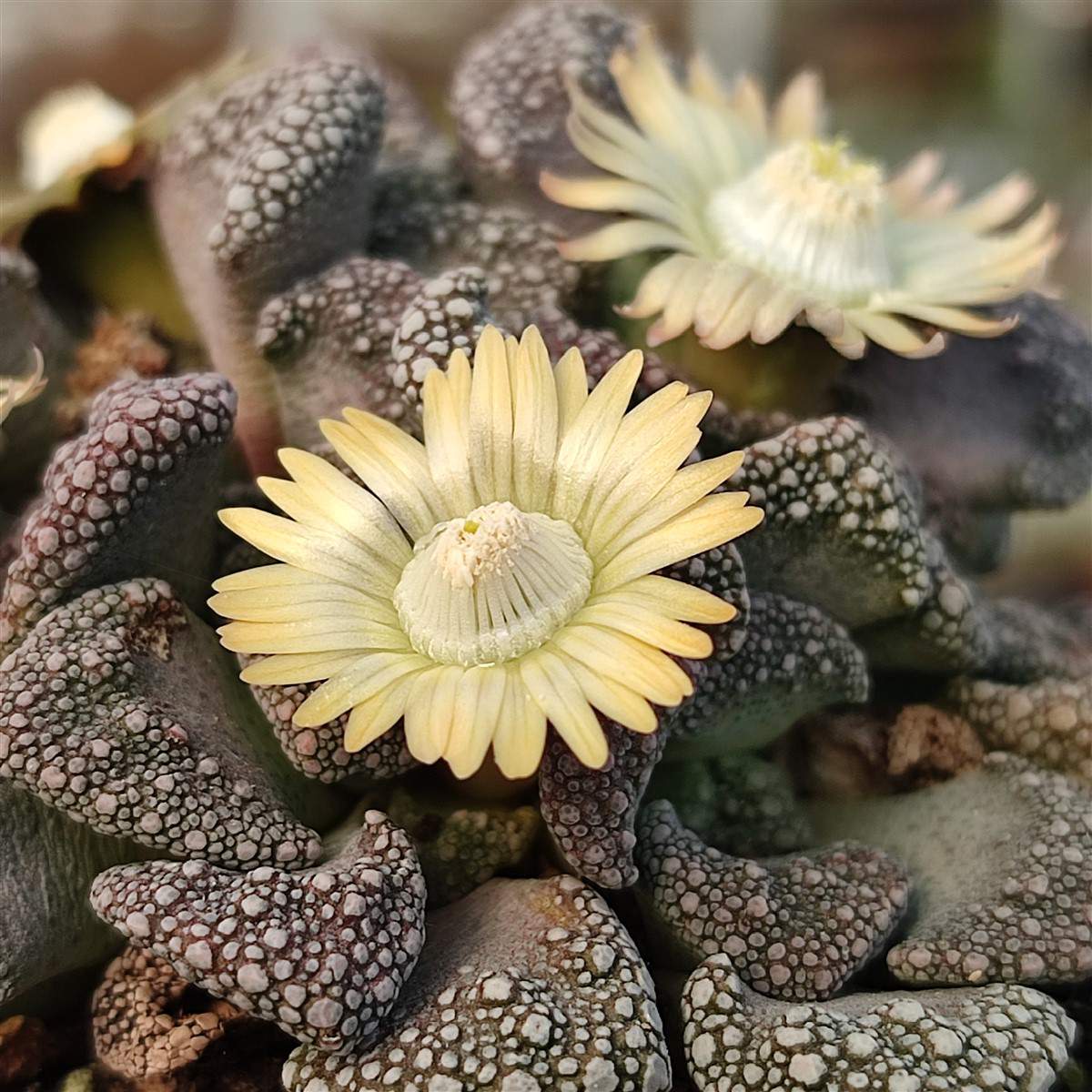 Titanopsis Calcarea – 30 Semi – Pianta Sasso, Foglie Tubercolate, Colore Grigio-Verde.