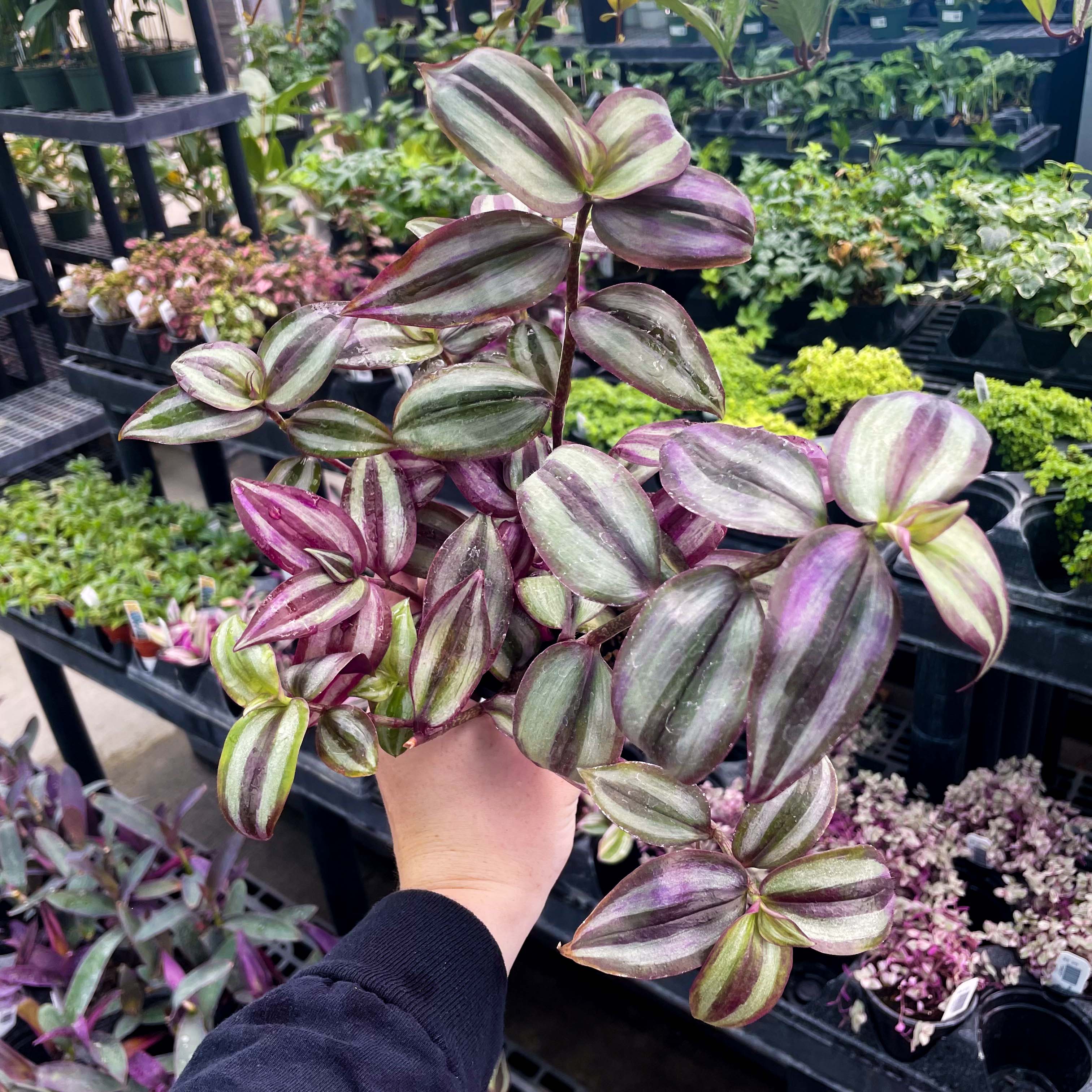 Tradescantia zebrina – 50 Seeds, Striped Leaves, Purple and Silver, Indoors, Easy to Grow, High Germination, Non-GMO