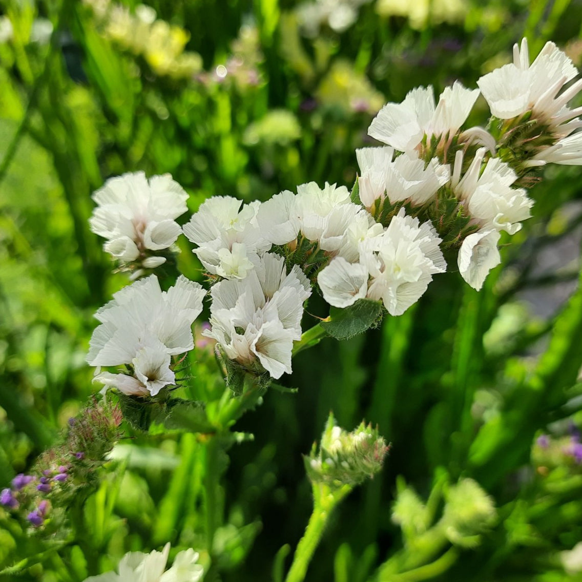 Statice Sinuata Bianca – 30 Semi – Cespugli Rami Rigidi, Fiori a Cime o Mazzetti, Usati Composizioni Fiori Secchi.
