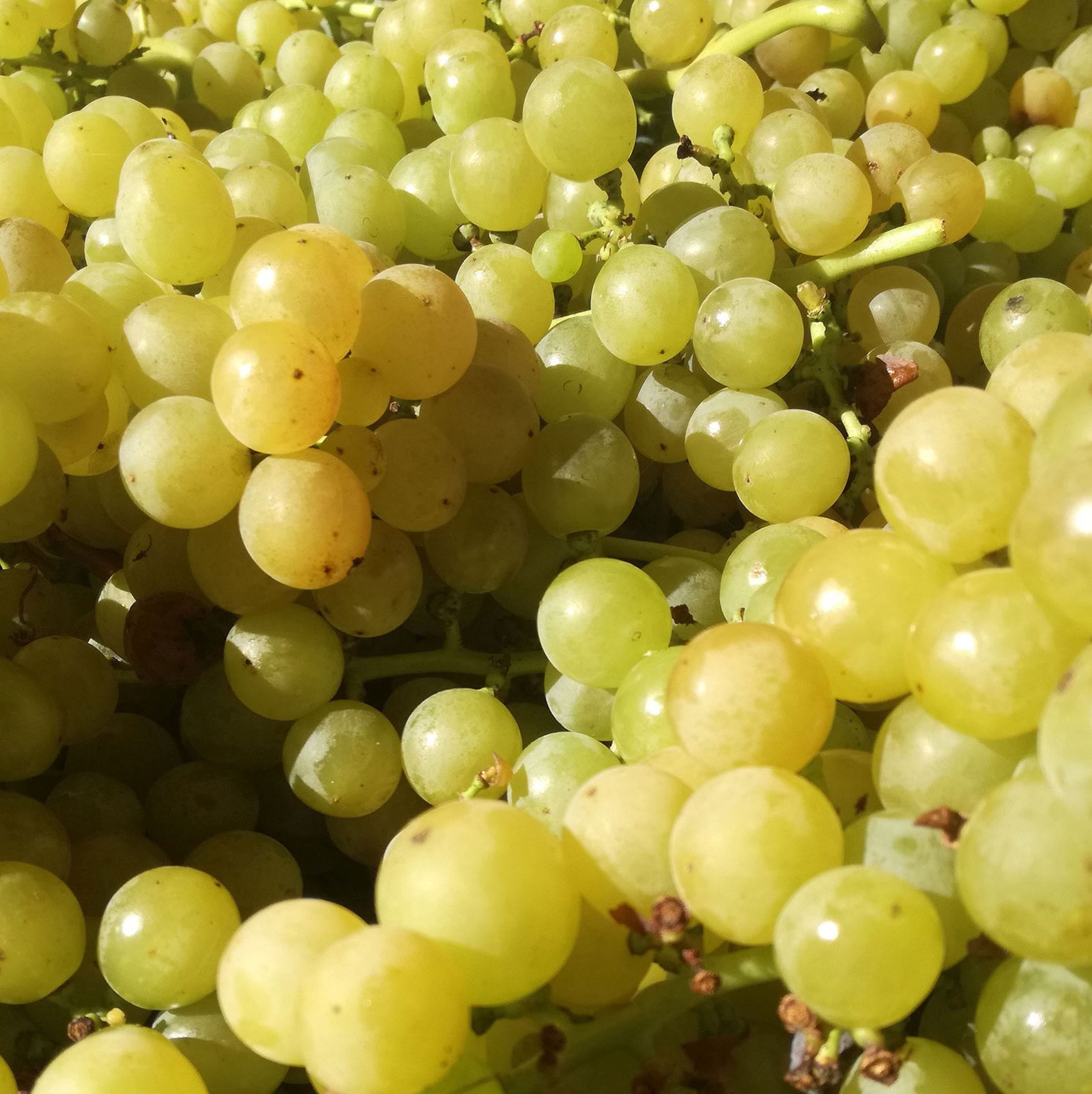 Muscat Grapes – 10 Seeds, Aromatic Flavor, Table, Fresh, Easy to Grow, High Germinability, Non-GMO