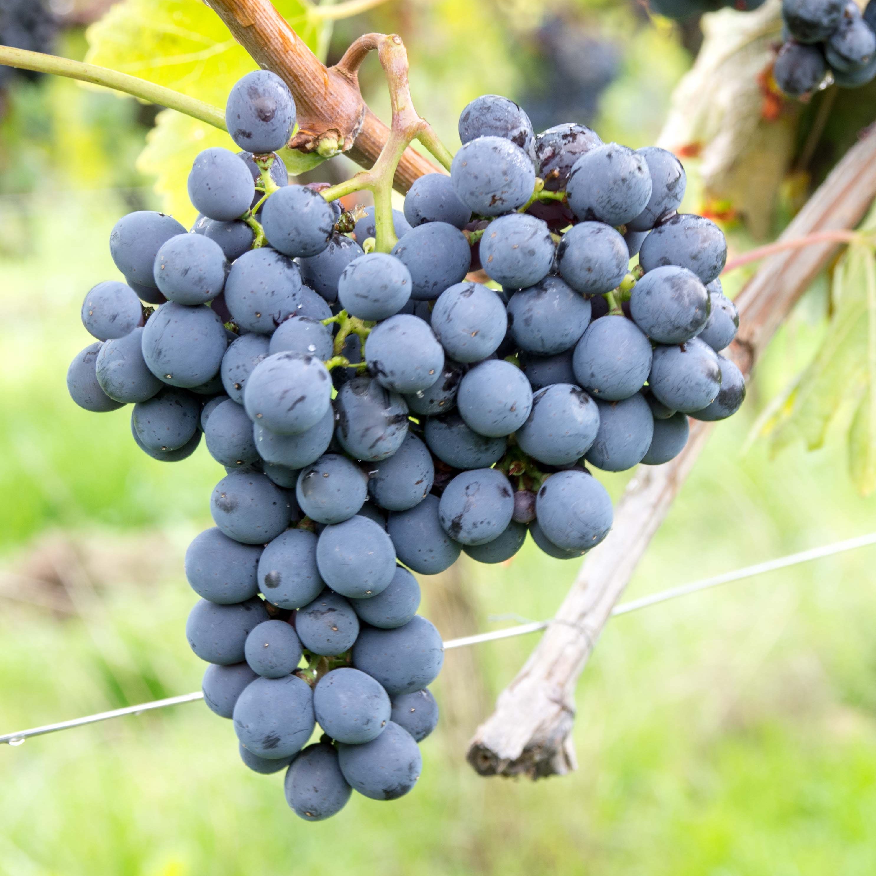 Semi di Sangiovese - 10 semi - Semi di Uva per Chianti e Vino Toscano, Sementi per Vite Non OGM Alta Germinazione, Coltivazione in Orto