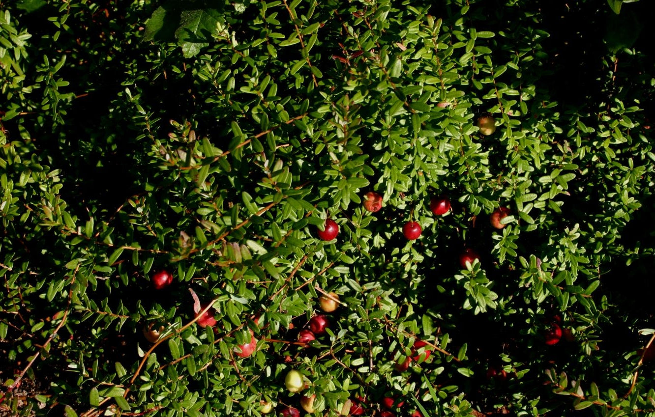 10 Semi di Mirtillo rosso americano Vaccinium macrocarpon – Semi Freschi, Alta Germinabilità, No-GMO