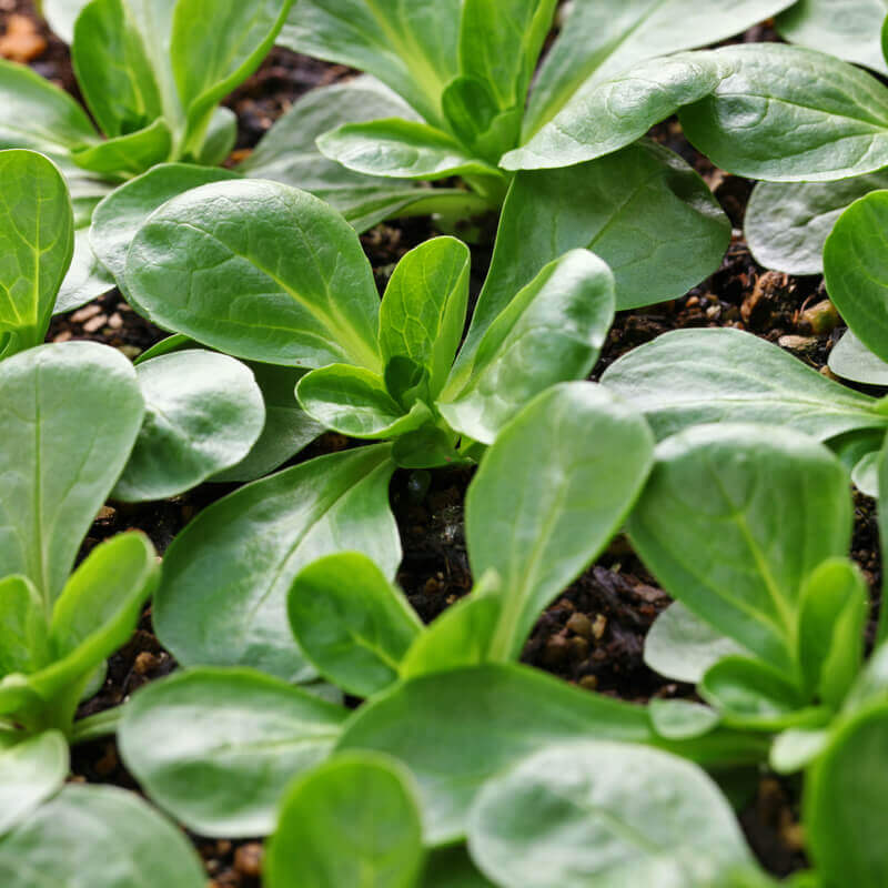 Valeriana Verte de Cambrai – 30 Semi – Foglie Picciolo Corto, Ovoidali Liscie, Verde Medio Brillante Spesse, Sapore Delicato, Precoce, Resistente Freddo Umidità, Non-GMO