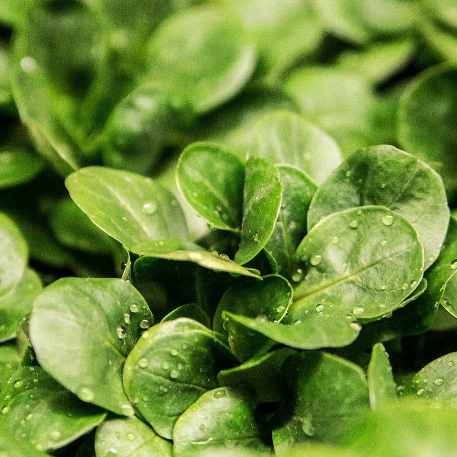 Valeriana d’Olanda Seme Grosso – 30 Semi – Varietà Rustica a Rosetta, Foglie Lunghe Carnose, Verde Scuro, Ottima Resistenza al Freddo, Medio-Precoce, Non-GMO