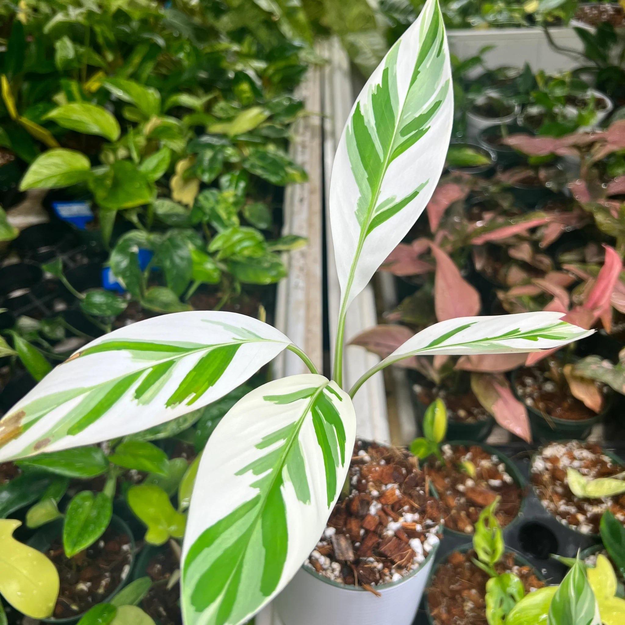 Platano Suttneri – 10 Seeds, Variegated Leaves, Creamy White, Rare, Easy to Grow, High Germinability, Non-GMO
