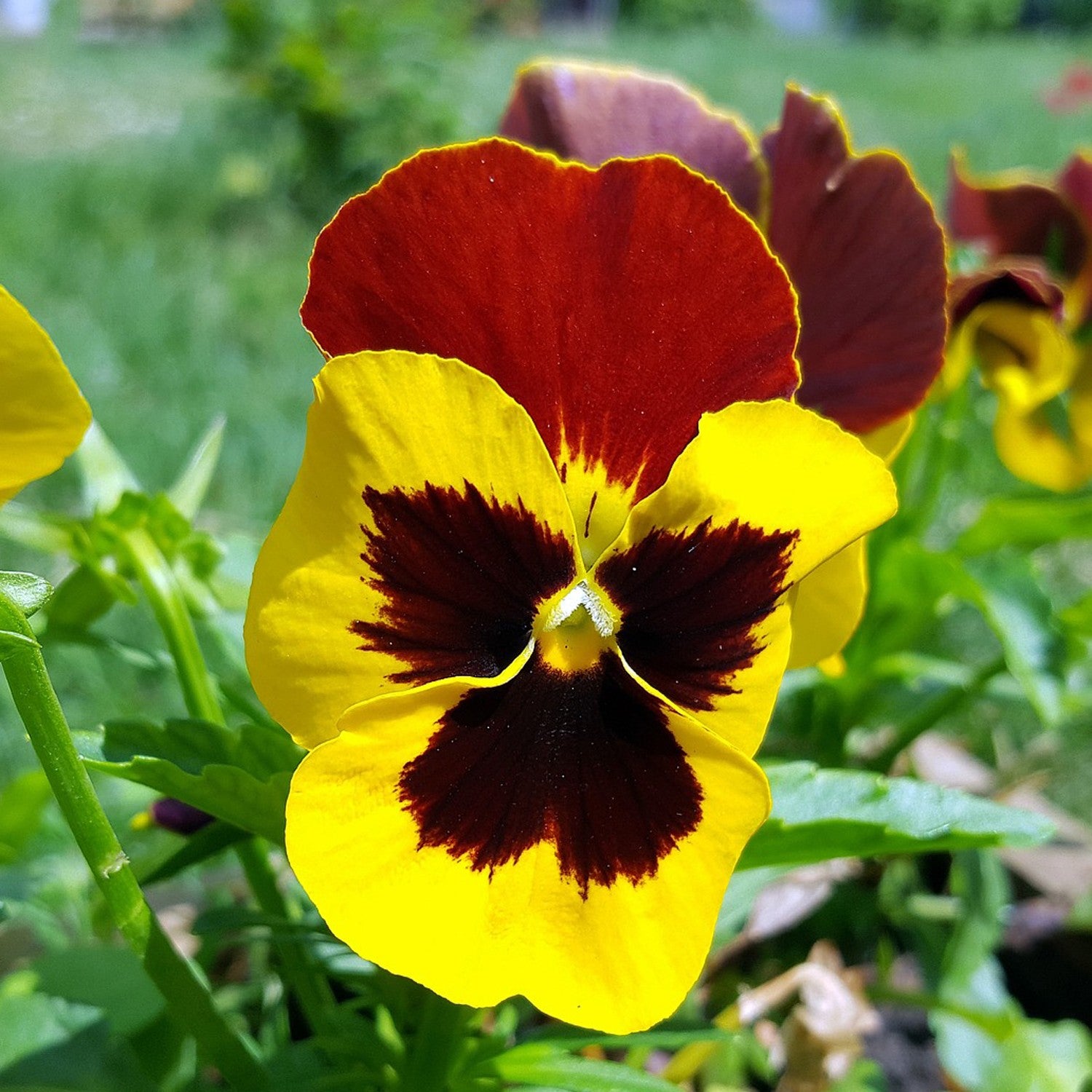 Viola del Pensiero Gigante Giallo Rosso – 30 Semi – Fiori Rossi e Gialli Solitari, Petali Grandi Disuguali