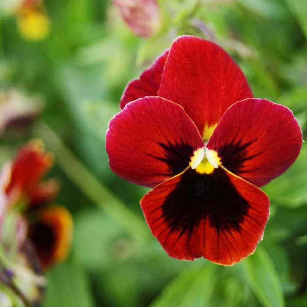 Viola del Pensiero Gigante Rosso – 30 Semi – Fiori Rossi Solitari, Petali Grandi Disuguali