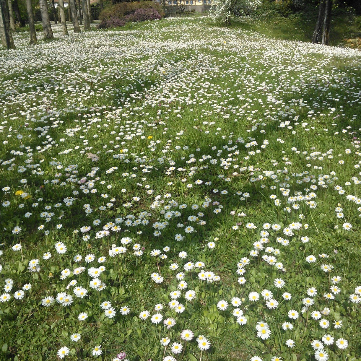 Semi di Prato con Fiori Bassi IPG - 10.000 semi - Prato a Bassa Crescita, Ideale per Aree Fiorite e Bordure