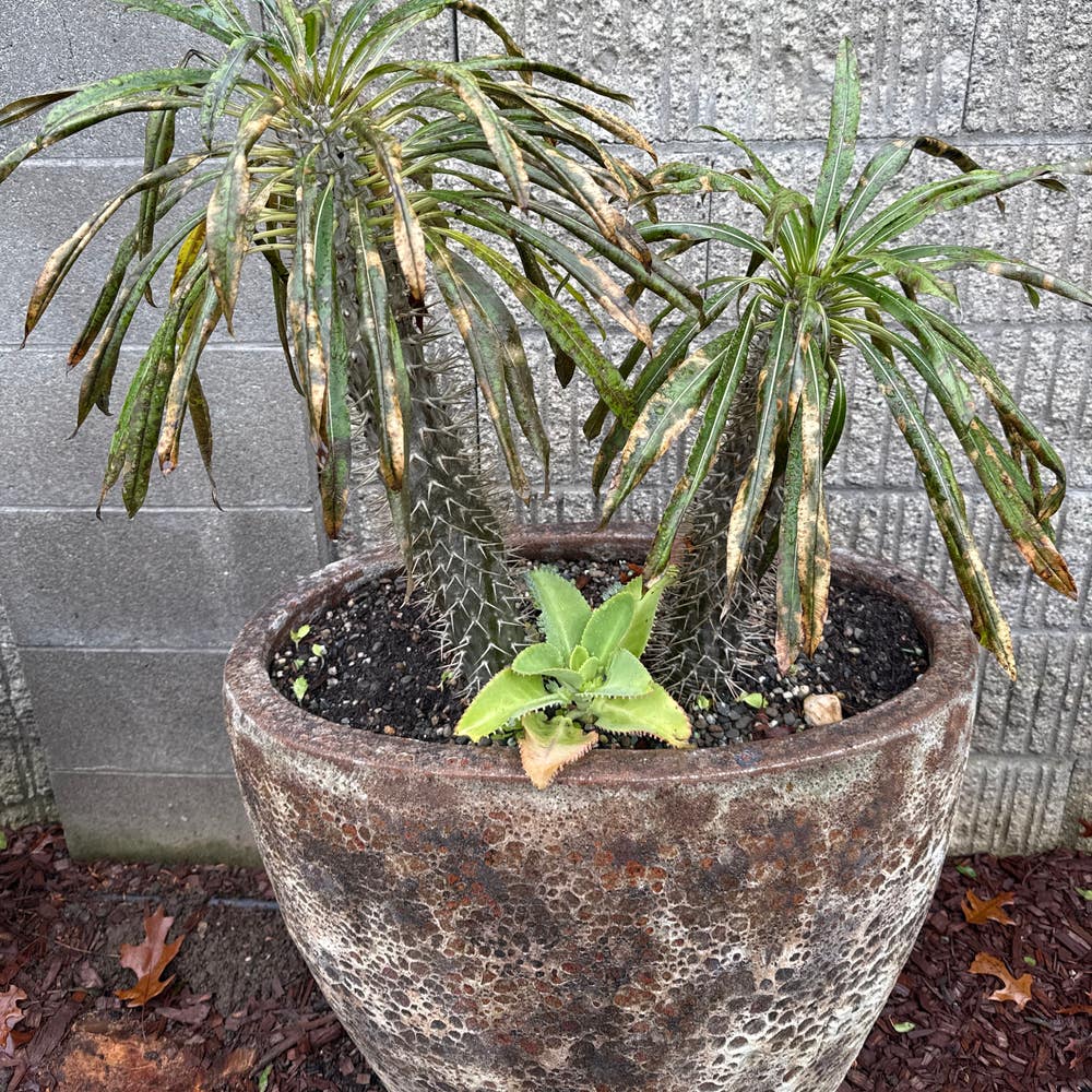 Pachypodium mikea - 10 Semi – Alta Germinabilità, Varietà Selezionata, Non-GMO
