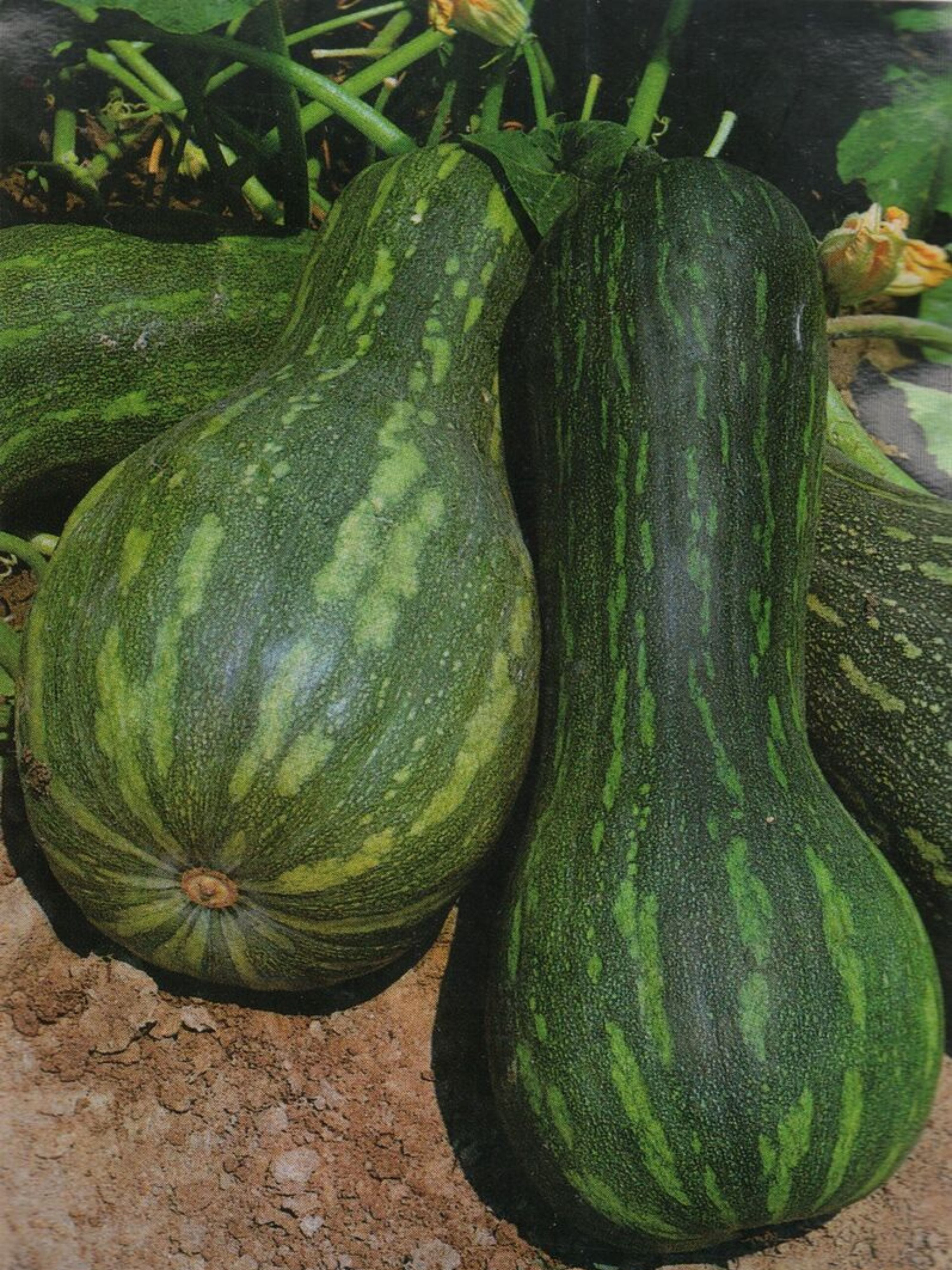 25 Seeds of NAPLES PUMPKIN LONG High Germinability + free rare seeds - high quality selected seeds - top ornamental plant
