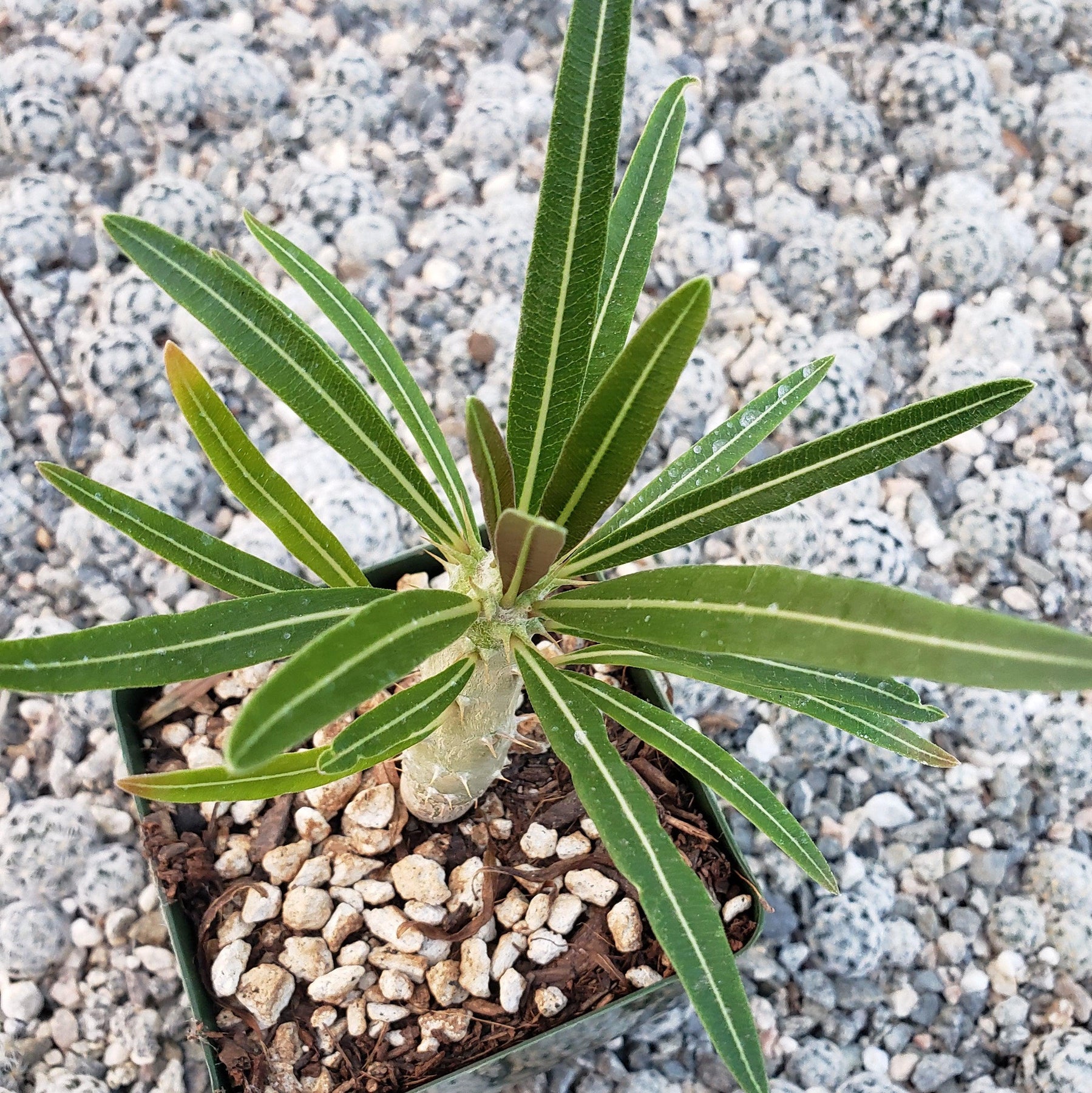 Pachypodium rosulatum subsp. bemarahense - 10 Semi – Alta Germinabilità, Varietà Selezionata, Non-GMO