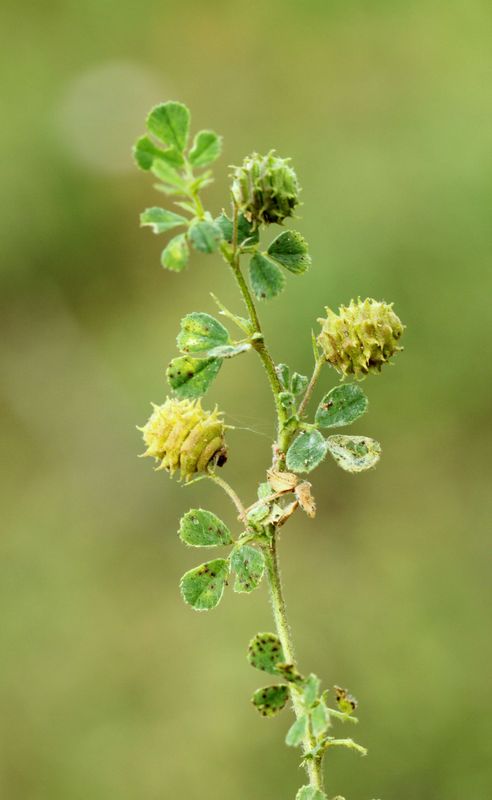 Medicago Rigidula – 10 Semi, Agricolo, Copertura, Insetti, Facile da Coltivare, Alta Germinabilità, Non-GMO