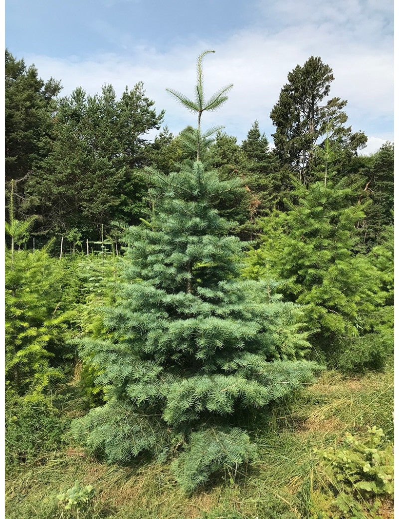 Abete del Colorado – 10 Semi, Fogliame Grigio, Maestoso, Parco, Facile da Coltivare, Alta Germinabilità, Non-GMO