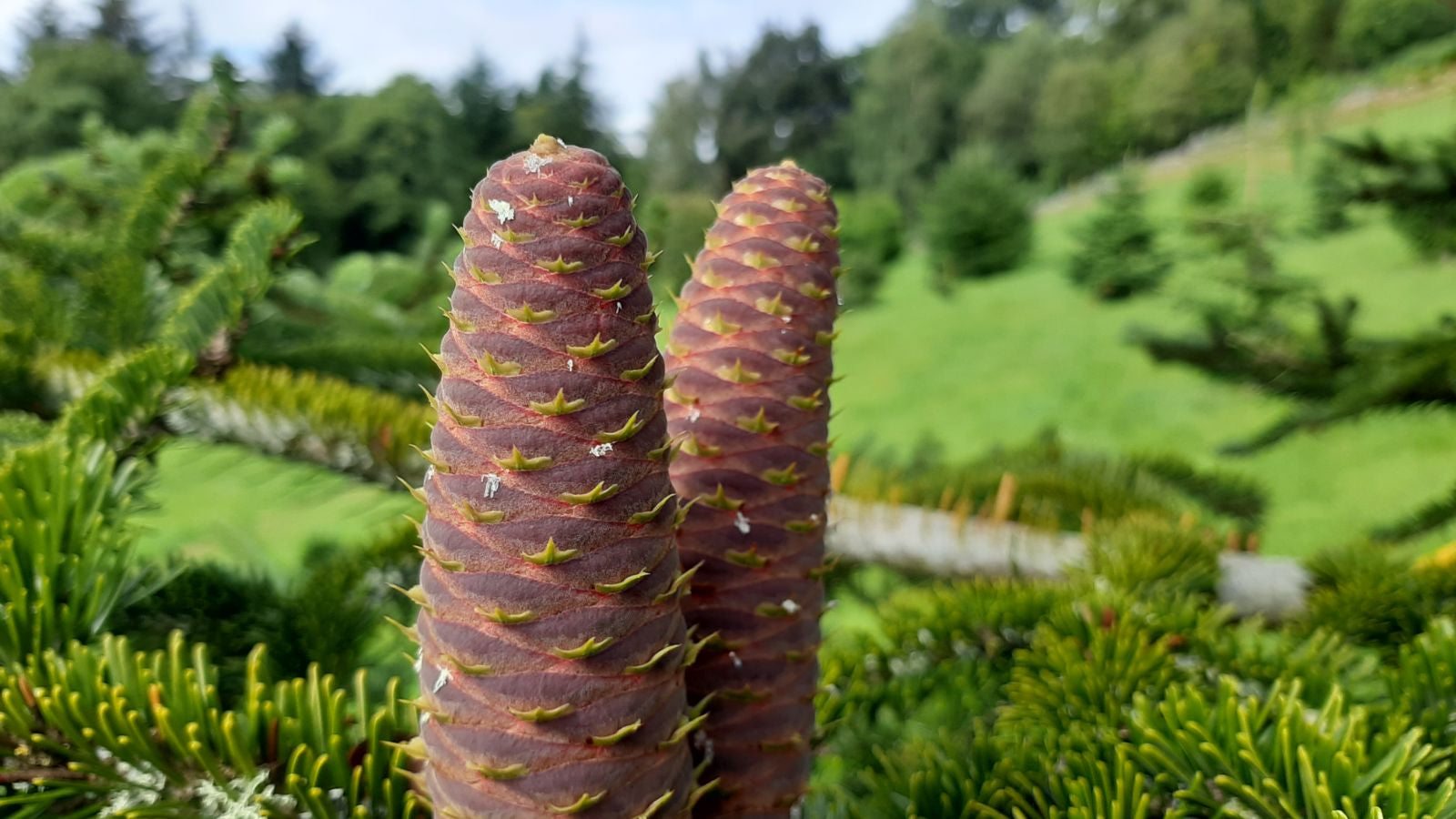 Abies Borisii-Regis – 10 Semi, Ibrido Naturale, Vigoroso, Parco, Facile da Coltivare, Alta Germinabilità, Non-GMO