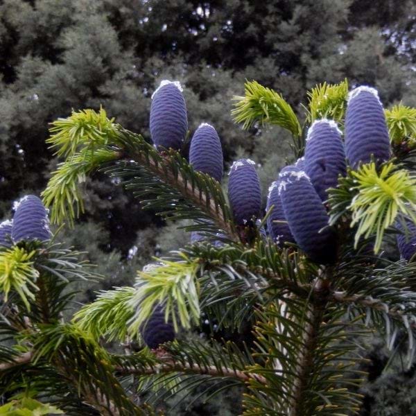Abies Pindrow – 5 Semi – West Himalayan Fir, Abete Esotico, Grande Conifera Ornamentale, Ideale per Grandi Giardini, Raro