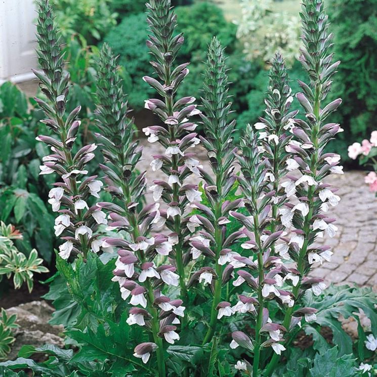 Acanto – 10 Semi, Foglie Grandi, Ornamentale, Giardino, Facile da Coltivare, Alta Germinabilità, Non-GMO