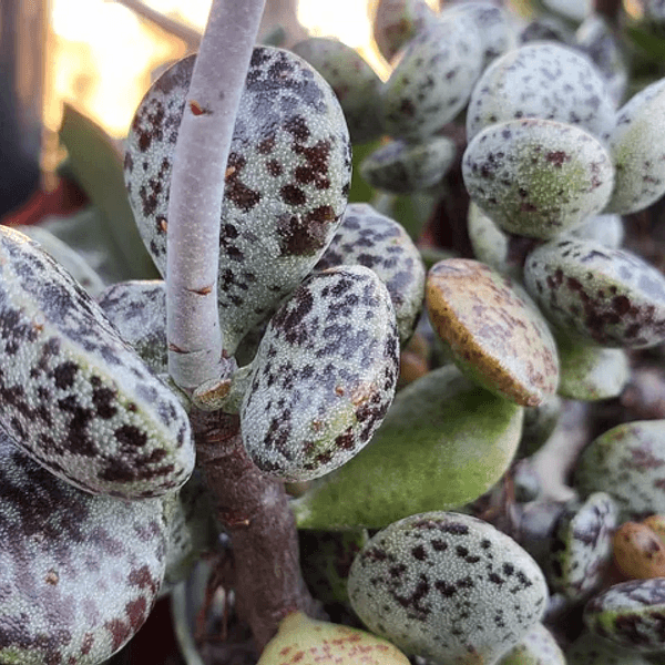 Adromischus bicolor - Semi da orto di alta qualità
