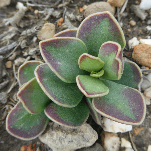 Adromischus caryophyllaceus - Semi da orto di alta qualità