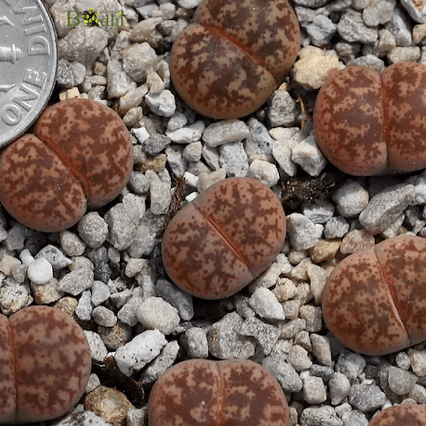 Adromischus coleorum - Semi da orto di alta qualità