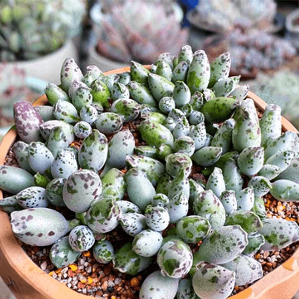 Adromischus cooperi - Semi da orto di alta qualità