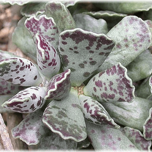 Adromischus cooperii - Semi da orto di alta qualità