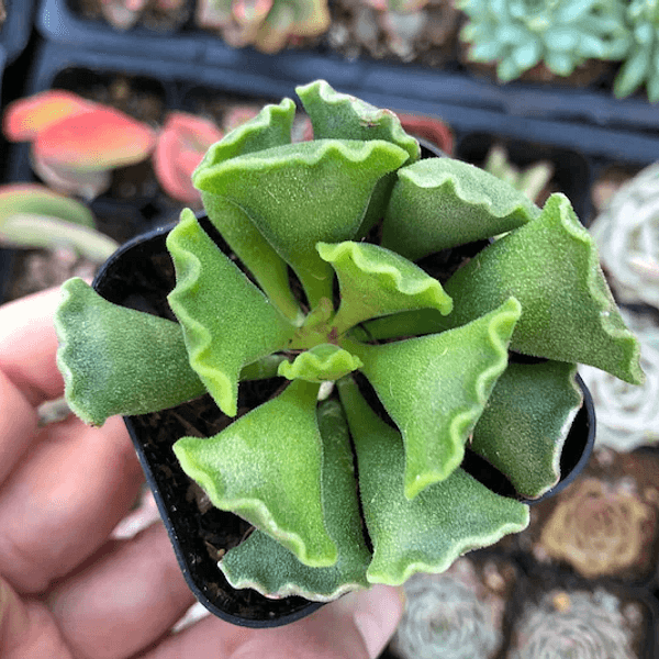 Adromischus cristatus - Semi da orto di alta qualità