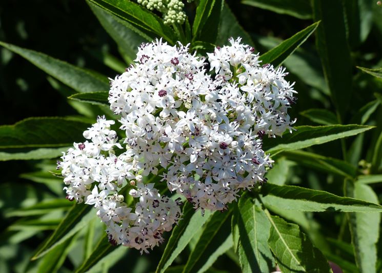 Sambuchella – 10 Semi, Fiori Bianchi, Restauro, Insetti, Facile da Coltivare, Alta Germinabilità, Non-GMO