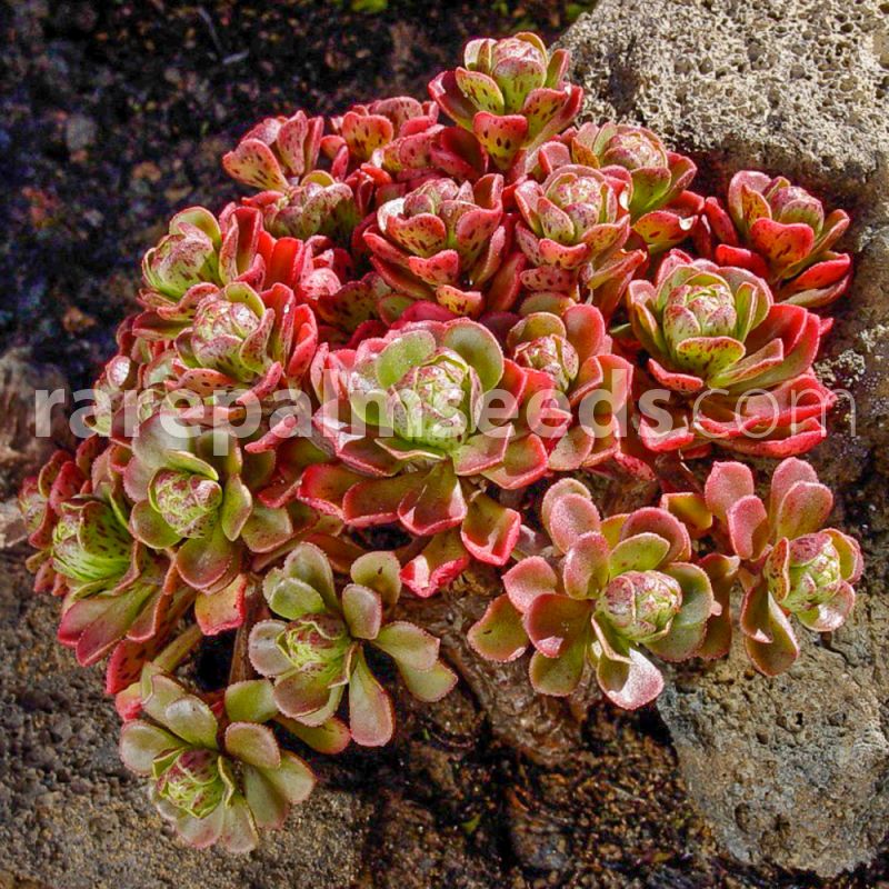 10 Semi di Aeonium Spathulatum - Semi Freschi, Alta Germinabilità, No-GMO