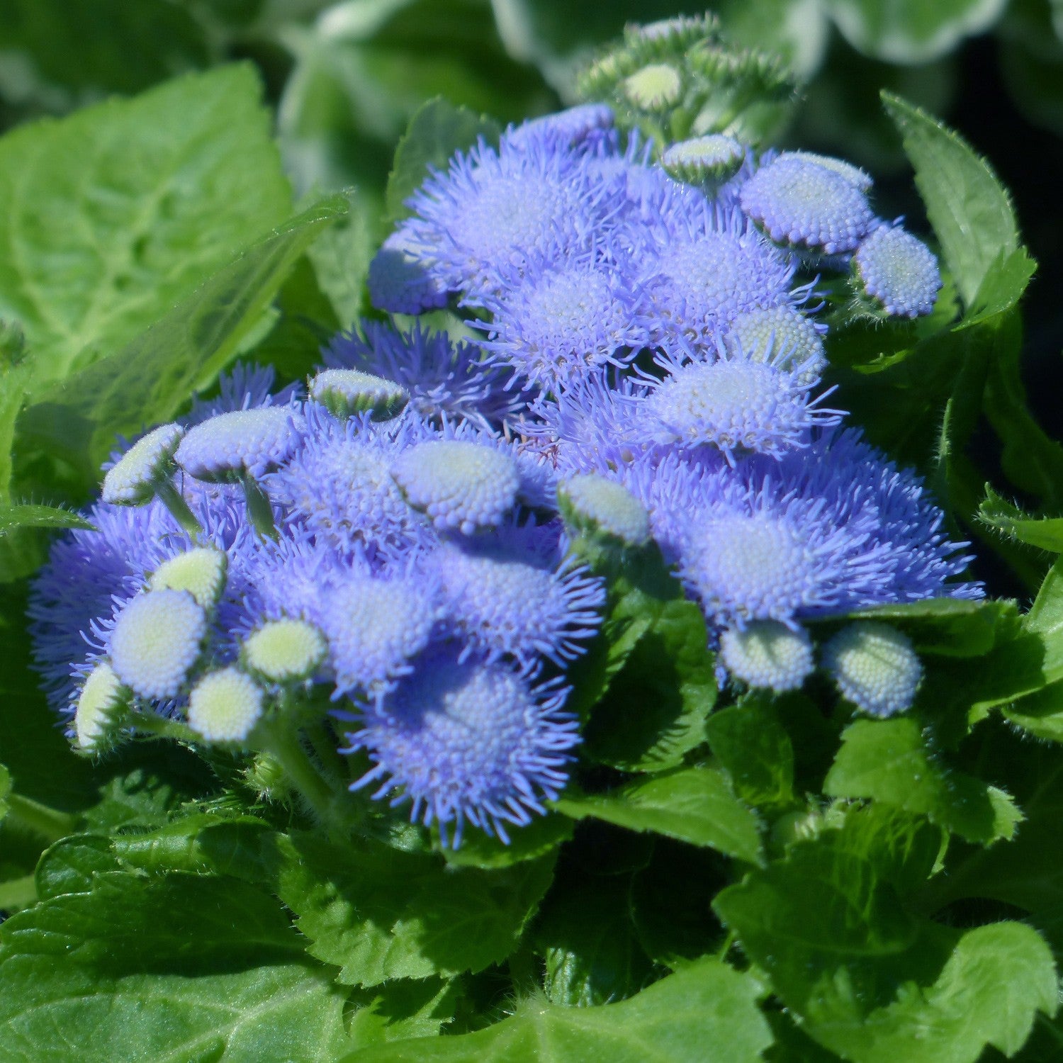Agerato Nano Blu – 10 Semi, Fiori a Piumino, Colore Blu Vivo, Aiuole, Facile da Coltivare, Alta Germinabilità, Non-GMO