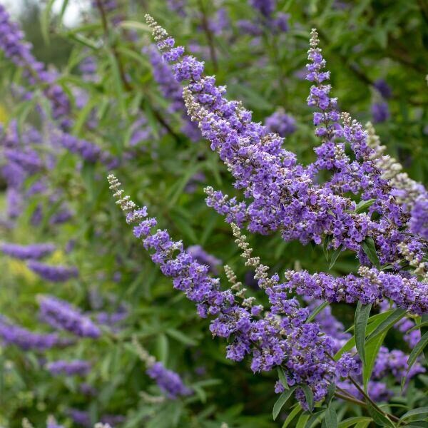 Agnocasto – 10 Semi, Pepe dei Monaci, Viola, Medicinale, Facile da Coltivare, Alta Germinabilità, Non-GMO