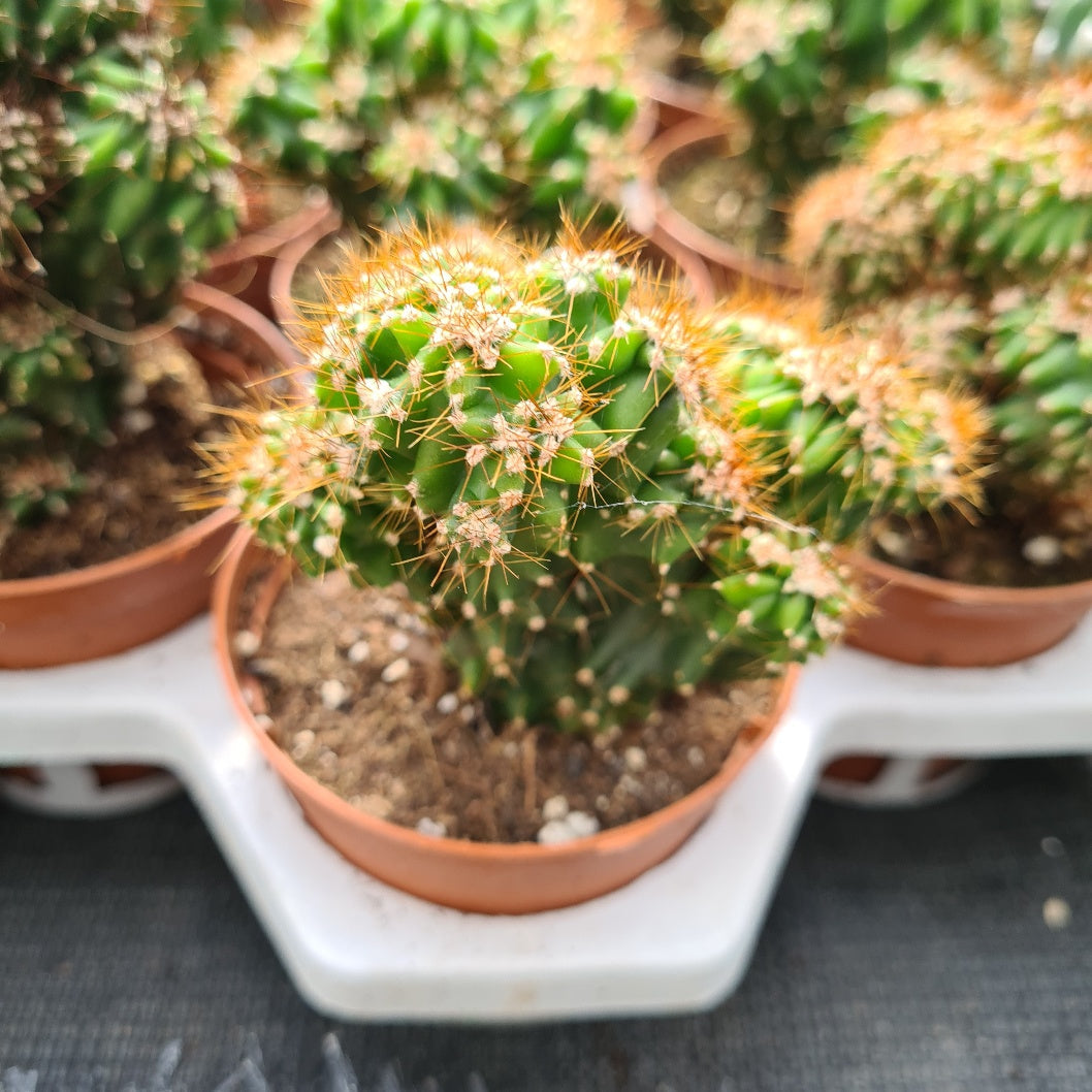 10 Semi di Cereus Peruvianus - Semi Freschi, Alta Germinabilità, No-GMO