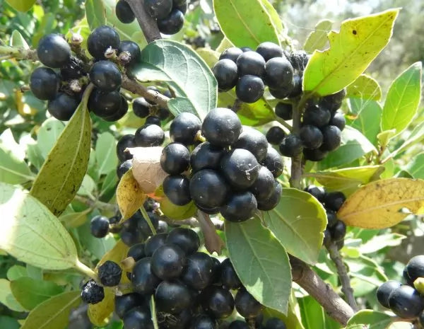 Alaterno - 50 Semi, Sempreverde, Bacche Nere, Siepi, Facile da Coltivare, Alta Germinabilità, Non-GMO