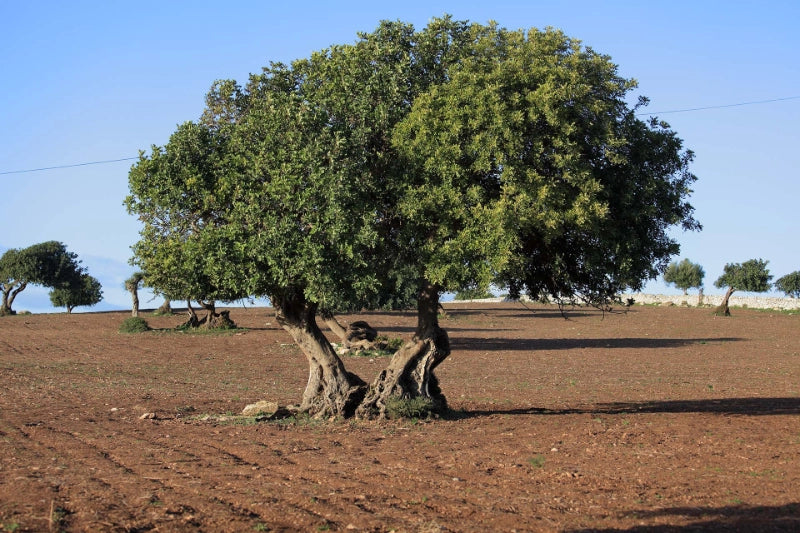 Carrubo Comune – 10 Semi, Specie Rustica, Albero Longevo, Frutti Edibili, Facile da Coltivare, Alta Germinabilità, Non-GMO
