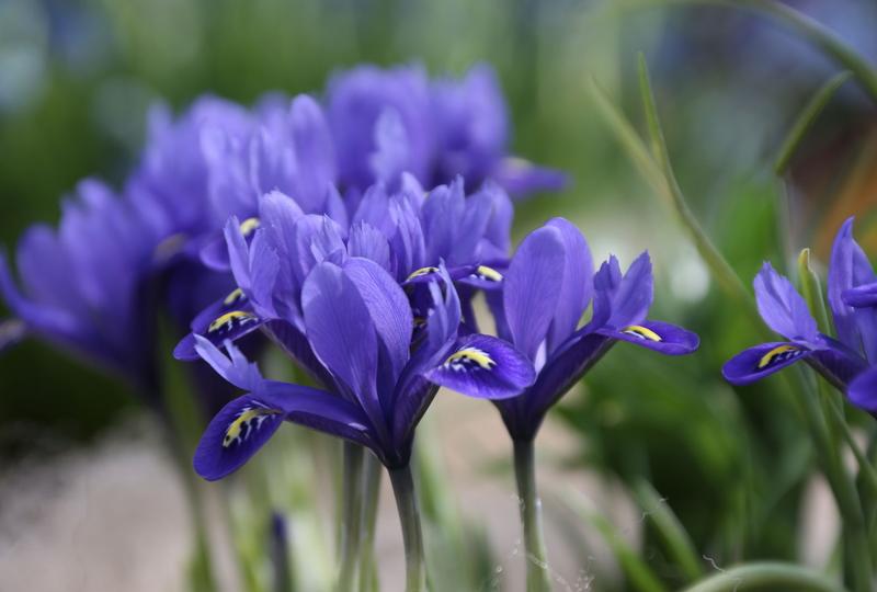 20 Semi di Iris reticolata Iris reticulata – Semi Freschi, Alta Germinabilità, No-GMO