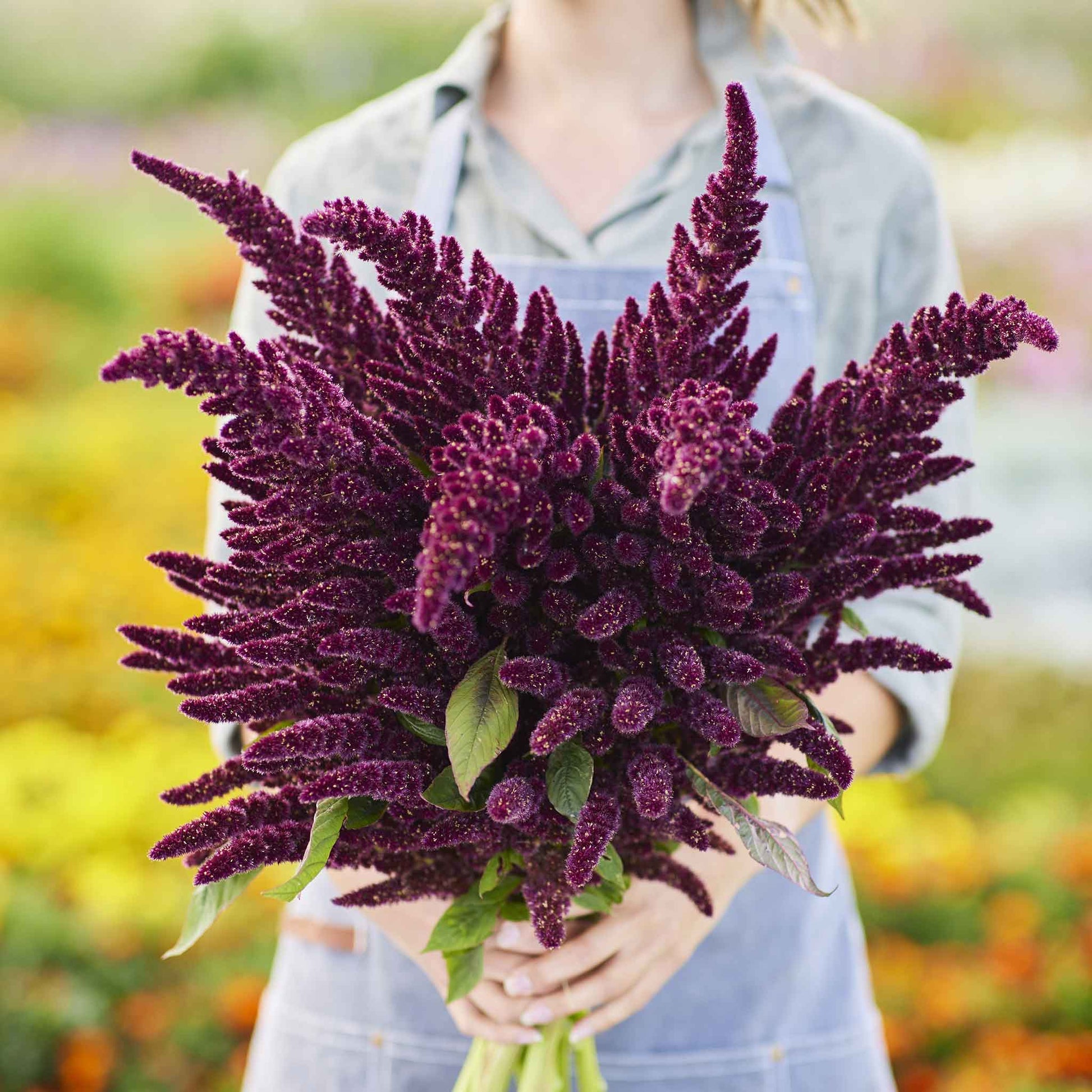 Amaranto Pygmy Torch – 30 Semi, Cremisi, Nano, Bordure e Vasi, Facile da Coltivare, Alta Germinabilità, Non-GMO