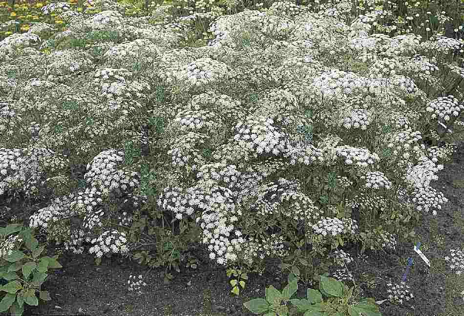 Ammi Majus – 30 Semi, Ombrelle Bianche, Elegante, Reciso, Facile da Coltivare, Alta Germinabilità, Non-GMO