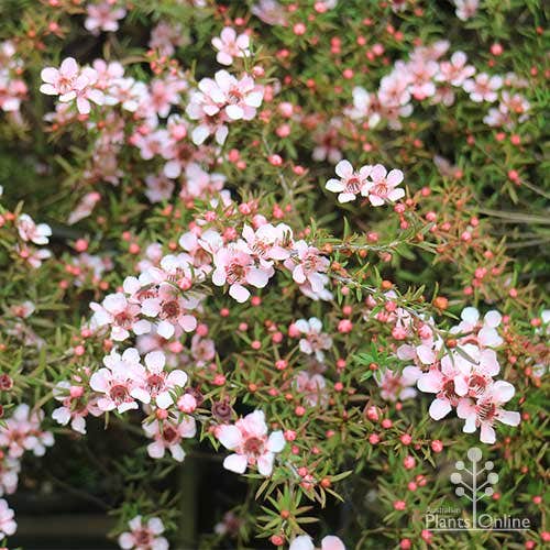 10 Semi di Leptospermum Pink Cascade Leptospermum Pink Cascade – Semi Freschi, Alta Germinabilità, No-GMO