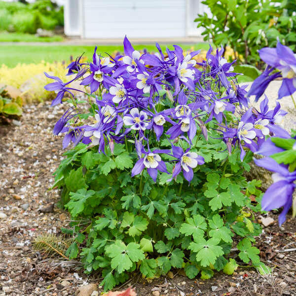 Aquilegia Comune Blu – 30 Semi, Blu, Rustica, Prato Selvatico, Facile da Coltivare, Alta Germinabilità, Non-GMO