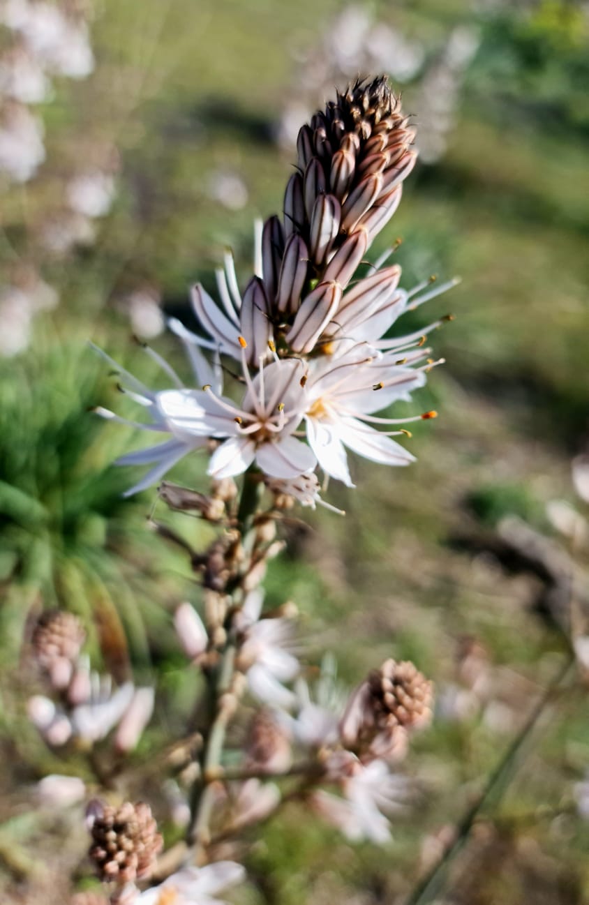 Asfodelo - 100 Semi, Rustico, Mediterraneo, Paesaggio, Facile da Coltivare, Alta Germinabilità, Non-GMO
