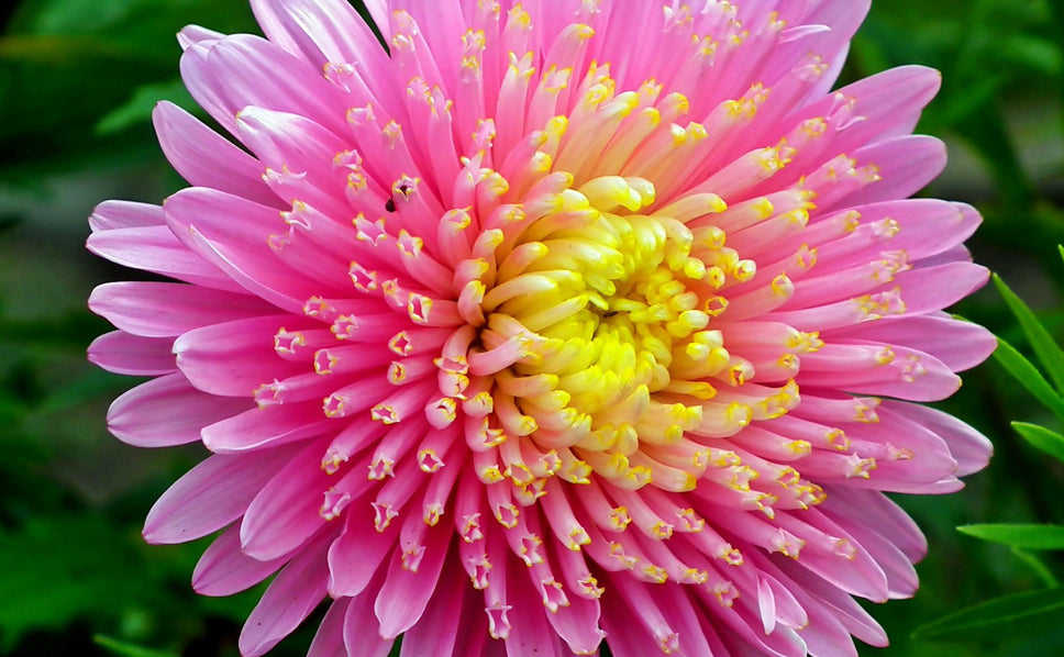 Astro Gigante California – 10 Semi, Fiori Grandi, Colori Vivaci, Da Recidere, Facile da Coltivare, Alta Germinabilità, Non-GMO