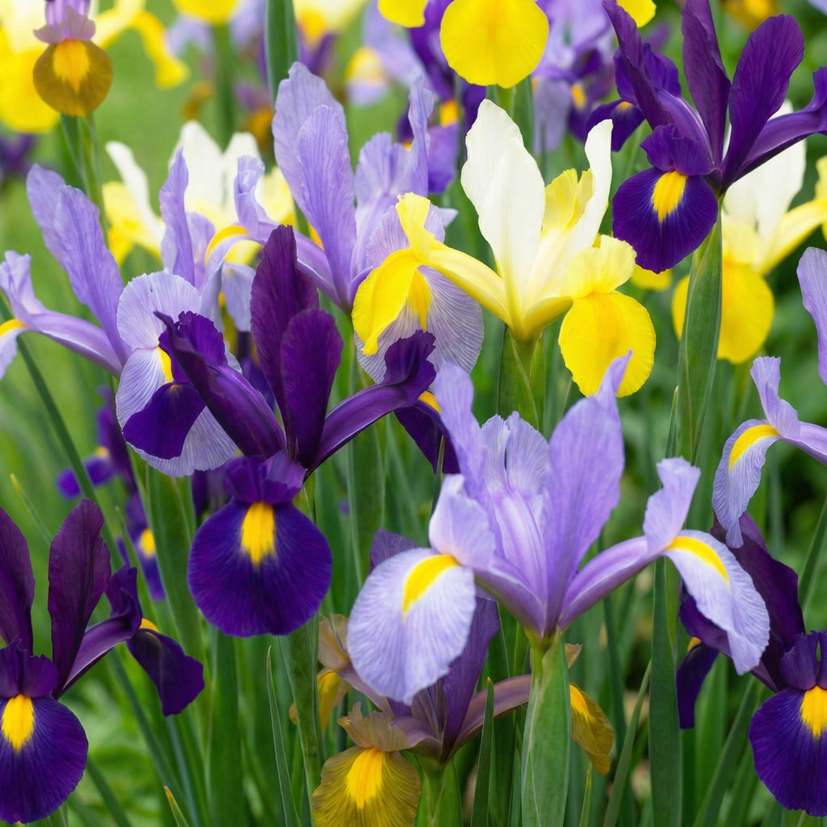 20 Semi di Iris olandese Iris hollandica – Semi Freschi, Alta Germinabilità, No-GMO
