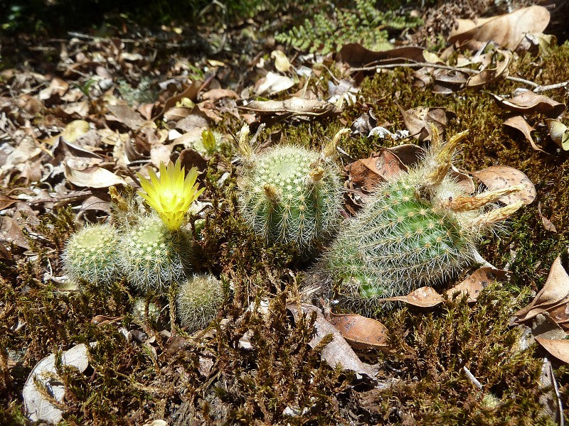 Parodia rechensis - 10 Semi – Alta Germinabilità, Varietà Selezionata, Non-GMO